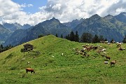 44 Vista sulla verde radura pascoliva del Monte Colle